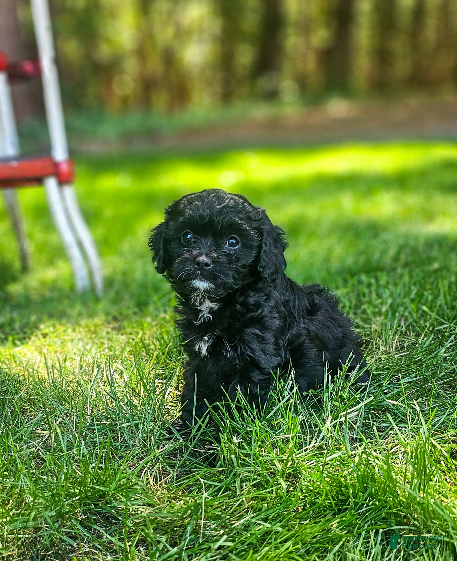 Cavapoo dogs Midnight  - Ad 1