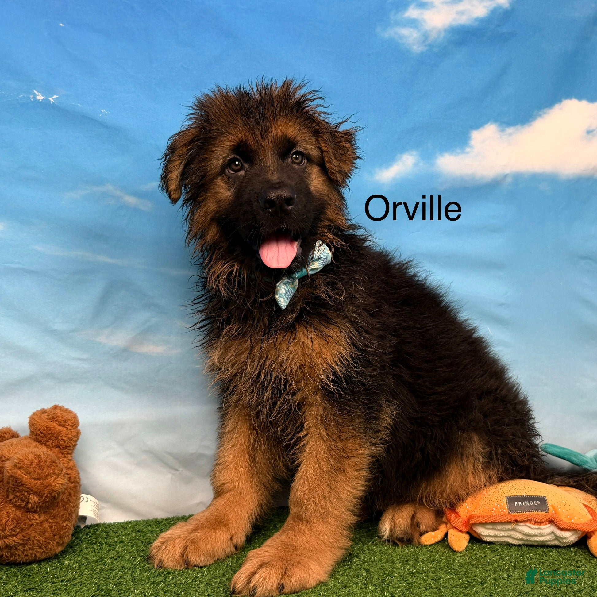 German Shepherd dogs Orville - Ad 2