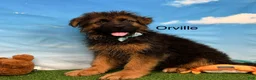German Shepherd dogs for sale: Orville - Ad 2