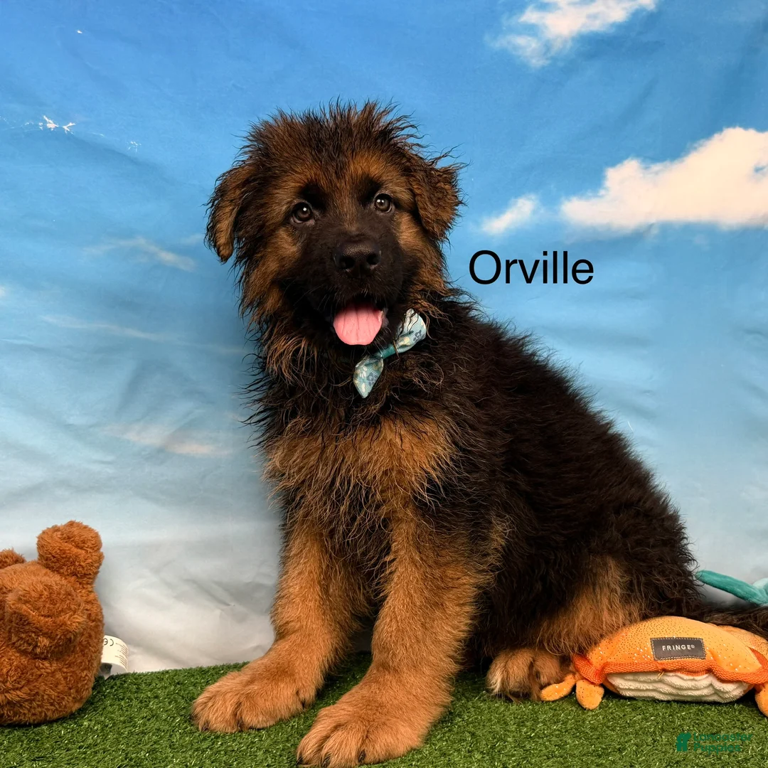 German Shepherd dogs for sale: Orville - Ad 2