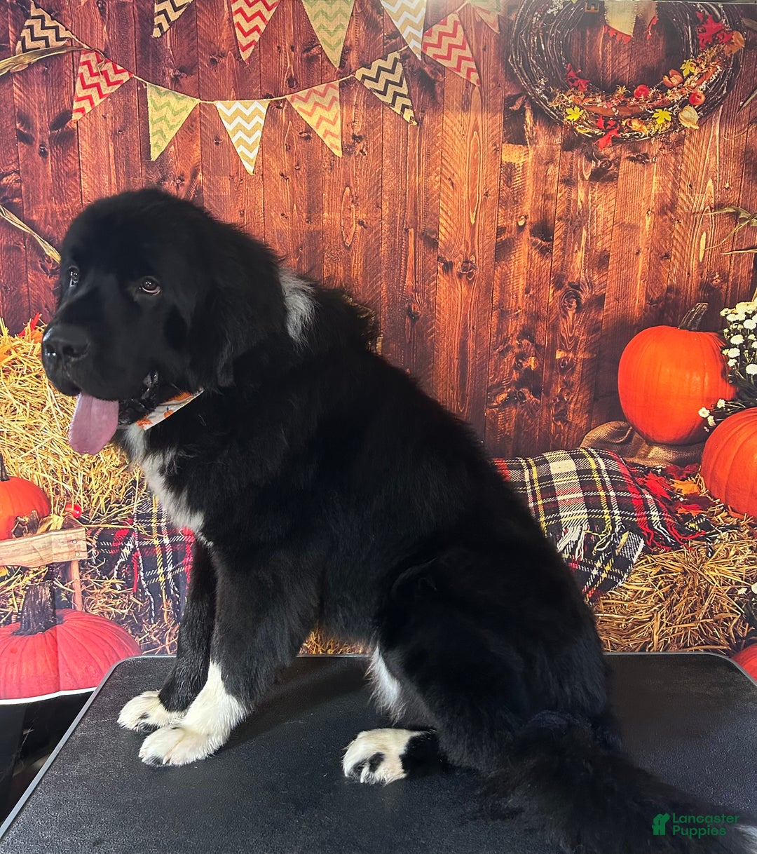 Newfoundland dogs for sale: Loki - Ad 1