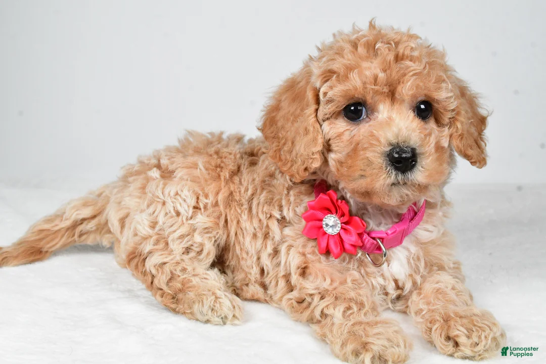 Bichpoo dogs for sale: Mandi - Ad 1