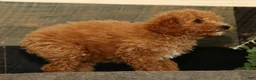 Miniature Poodle dogs for sale: Layla - Ad 6