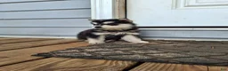 Pomsky dogs for sale: Diamond  - Ad 7