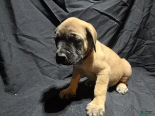 English Mastiff dogs Sonya - Ad 34