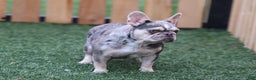 French Bulldog dogs for sale: Yuletide  - Ad 8