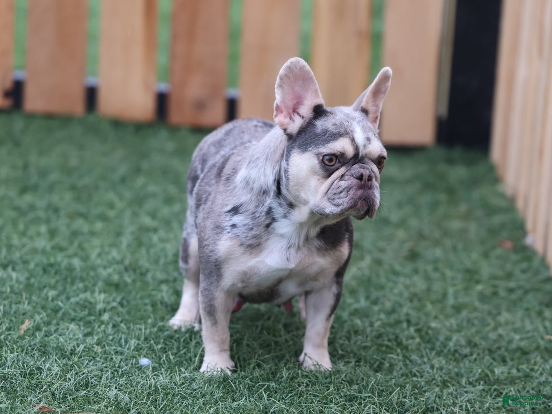 French Bulldog dogs for sale: Yuletide  - Ad 8