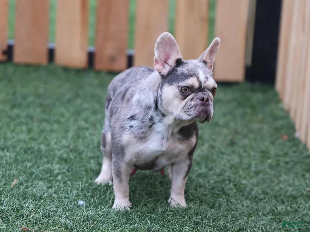 French Bulldog dogs for sale: Noel - Ad 7