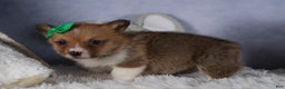 Welsh Corgi Pembroke dogs for sale: REX - Ad 13