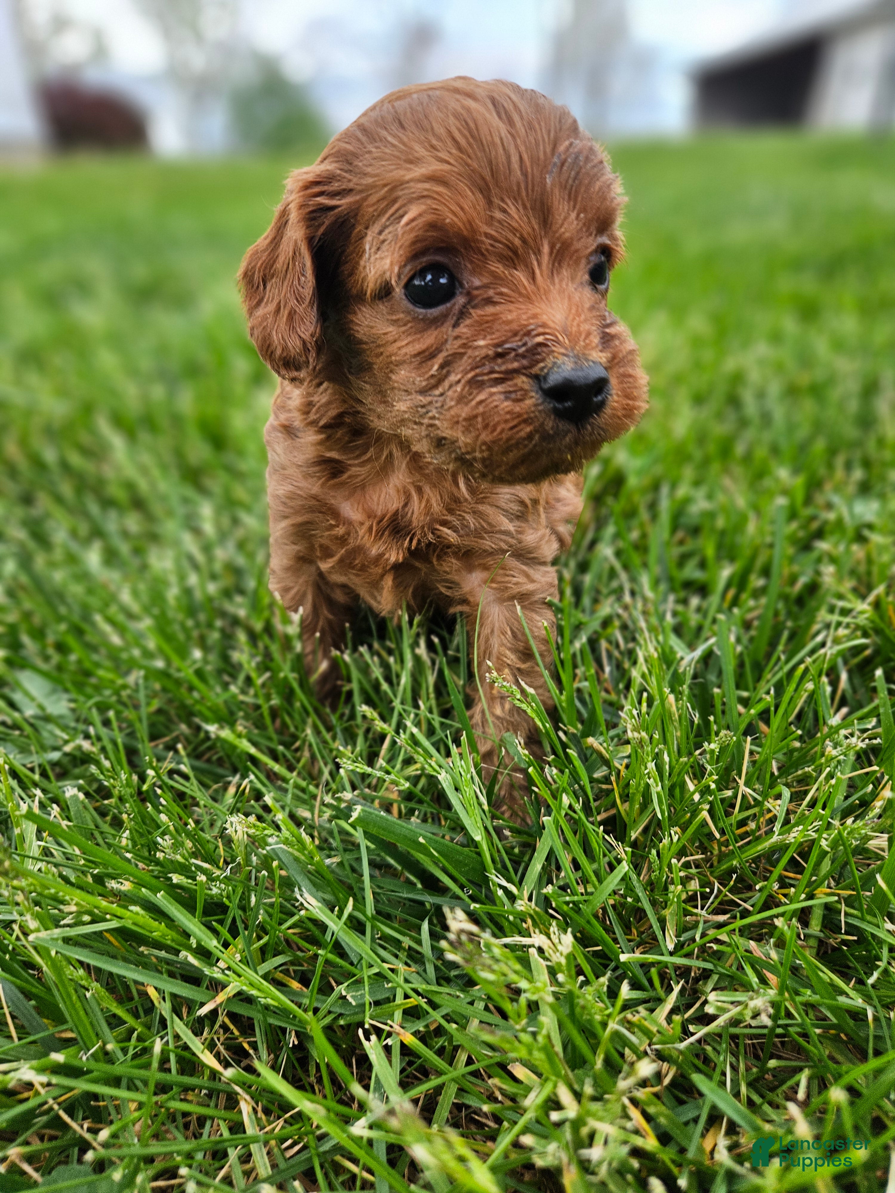 Cavapoo dogs Cheif - Ad 28