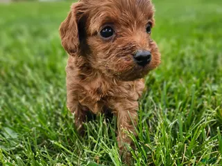 Cavapoo dogs Cheif - Ad 22