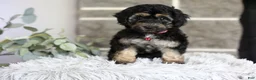 Maltipoo dogs for sale: Cove - Ad 4