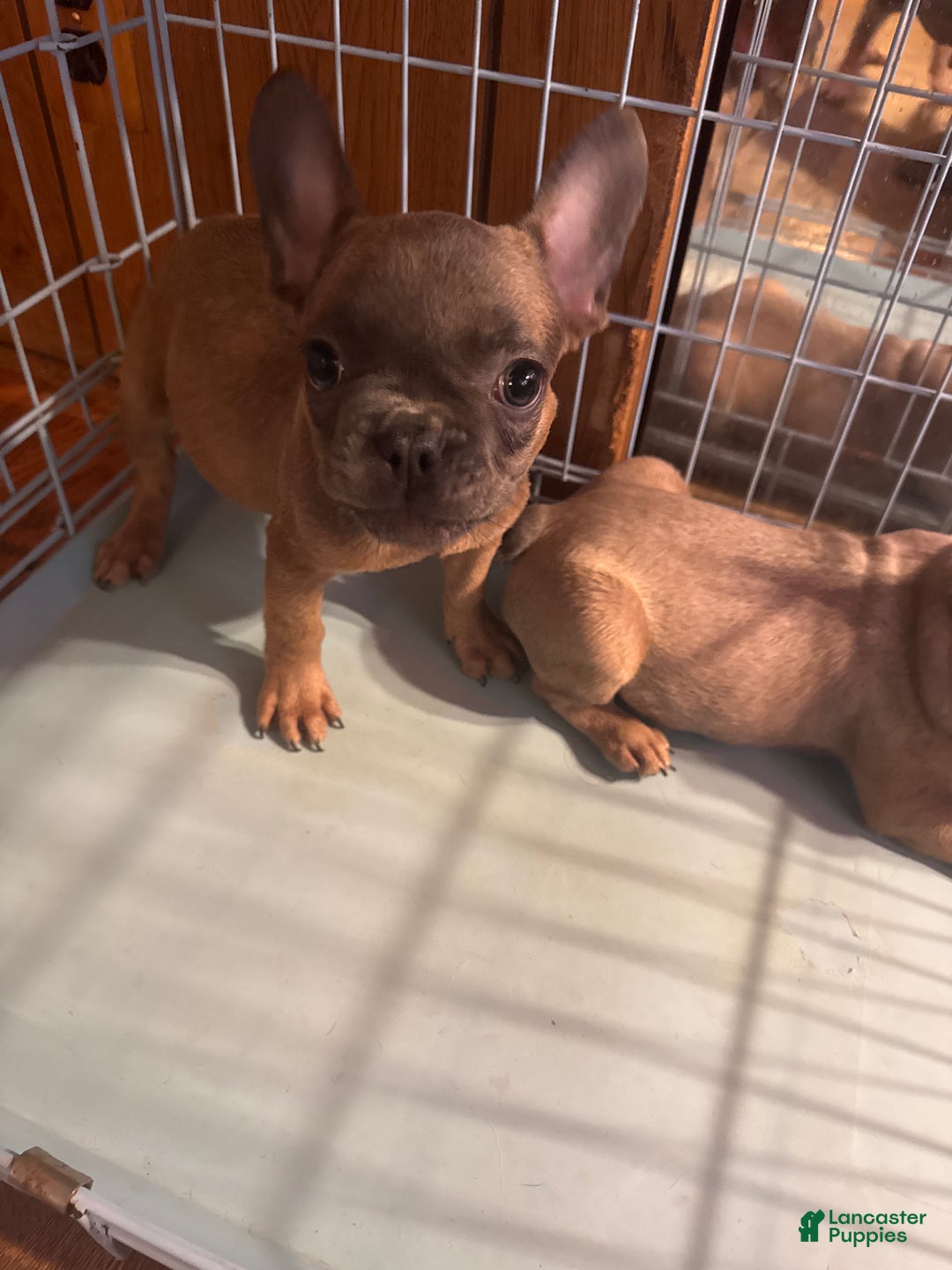 French Bulldog dogs for sale: Arthur - Ad 2