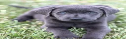 Labrador Retriever dogs for sale: Brooks - Ad 4