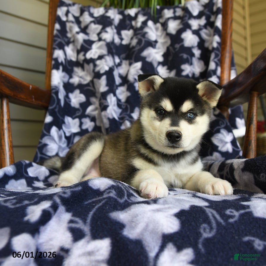 Alaskan Klee Kai dogs Marlene - Ad 2