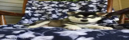 Alaskan Klee Kai dogs for sale: Marlene - Ad 2