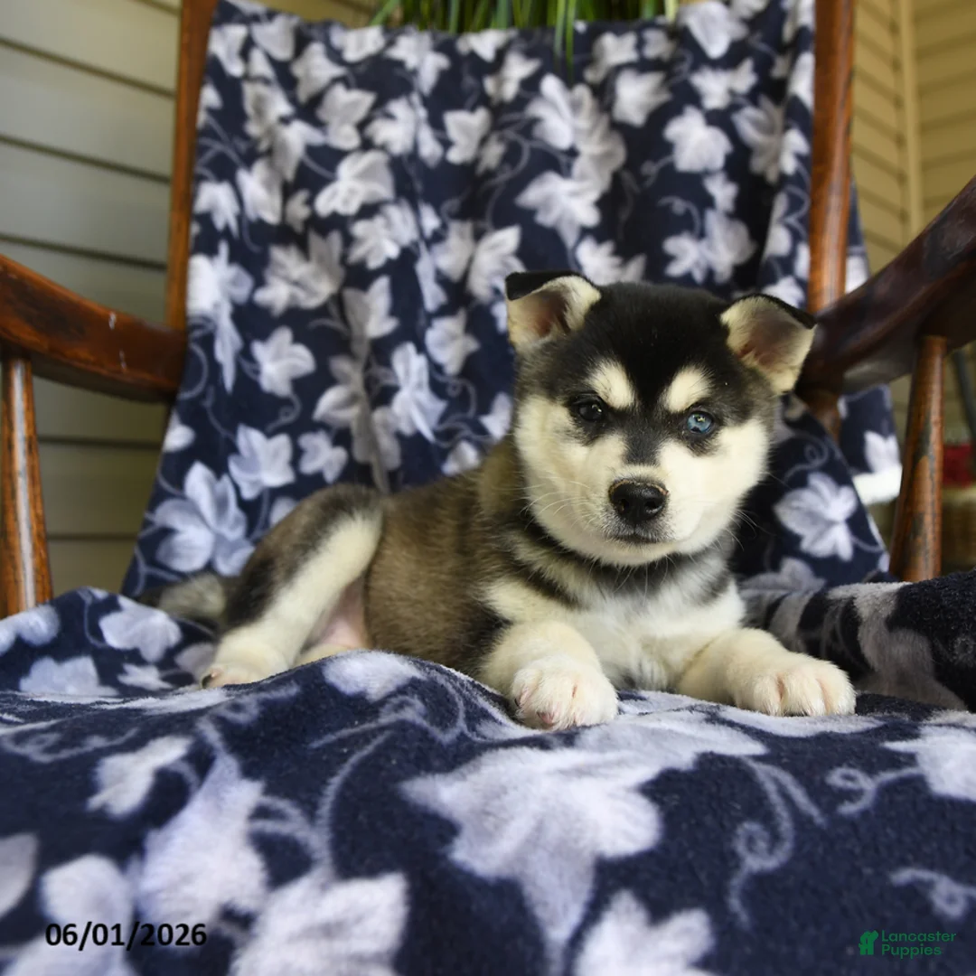 Alaskan Klee Kai dogs for sale: Marlene - Ad 2