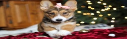 Welsh Corgi Pembroke dogs for sale: Candy - Ad 5