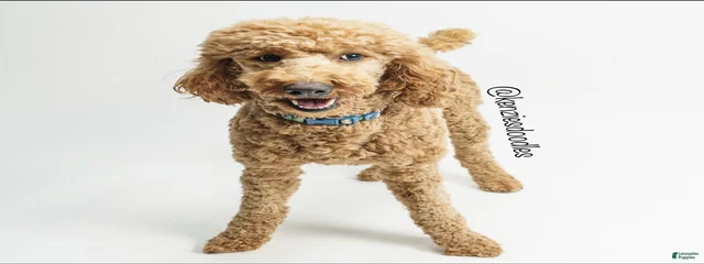 Charlie