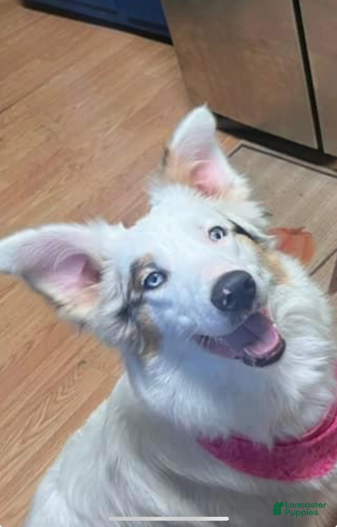 Mixed Breed dogs for sale: Mixed Breed 6 - Ad 2