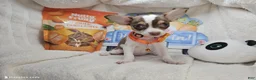Chihuahua dogs for sale: Chihuahua Puppy 1 - Ad 5