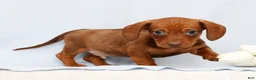 Miniature Dachshund dogs for sale: Felix - Ad 5