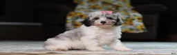Miniature Poodle dogs for sale: Bella (AKC) - Ad 7