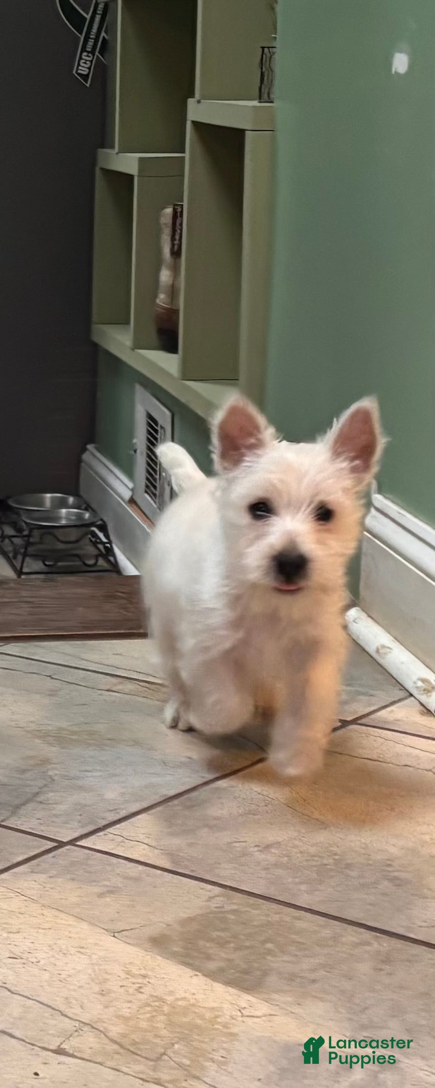 West Highland Terrier dogs Duke - Ad 28