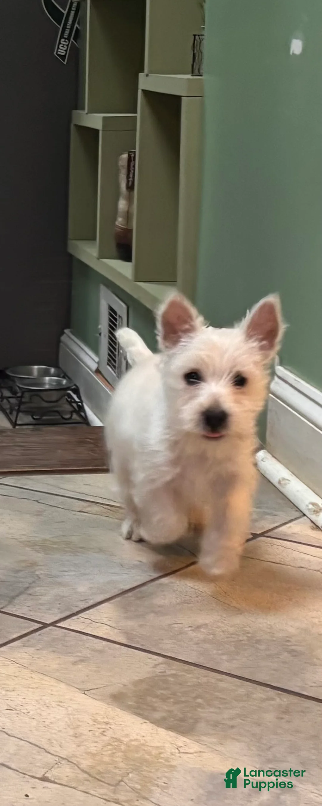 West Highland Terrier dogs for sale: Duke - Ad 1