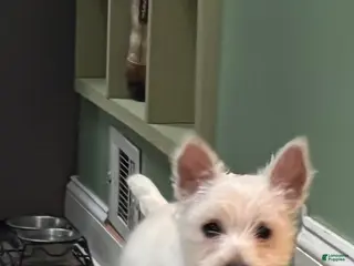 West Highland Terrier dogs Duke - Ad 28