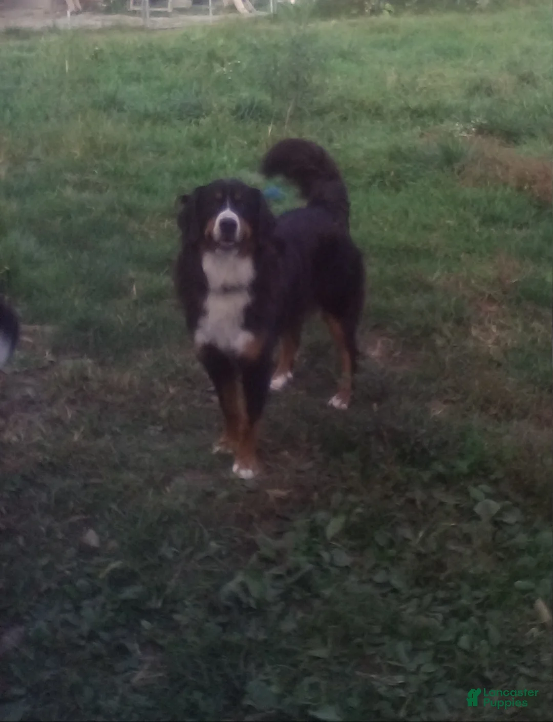 Bernedoodle dogs for sale: Rex - Ad 6