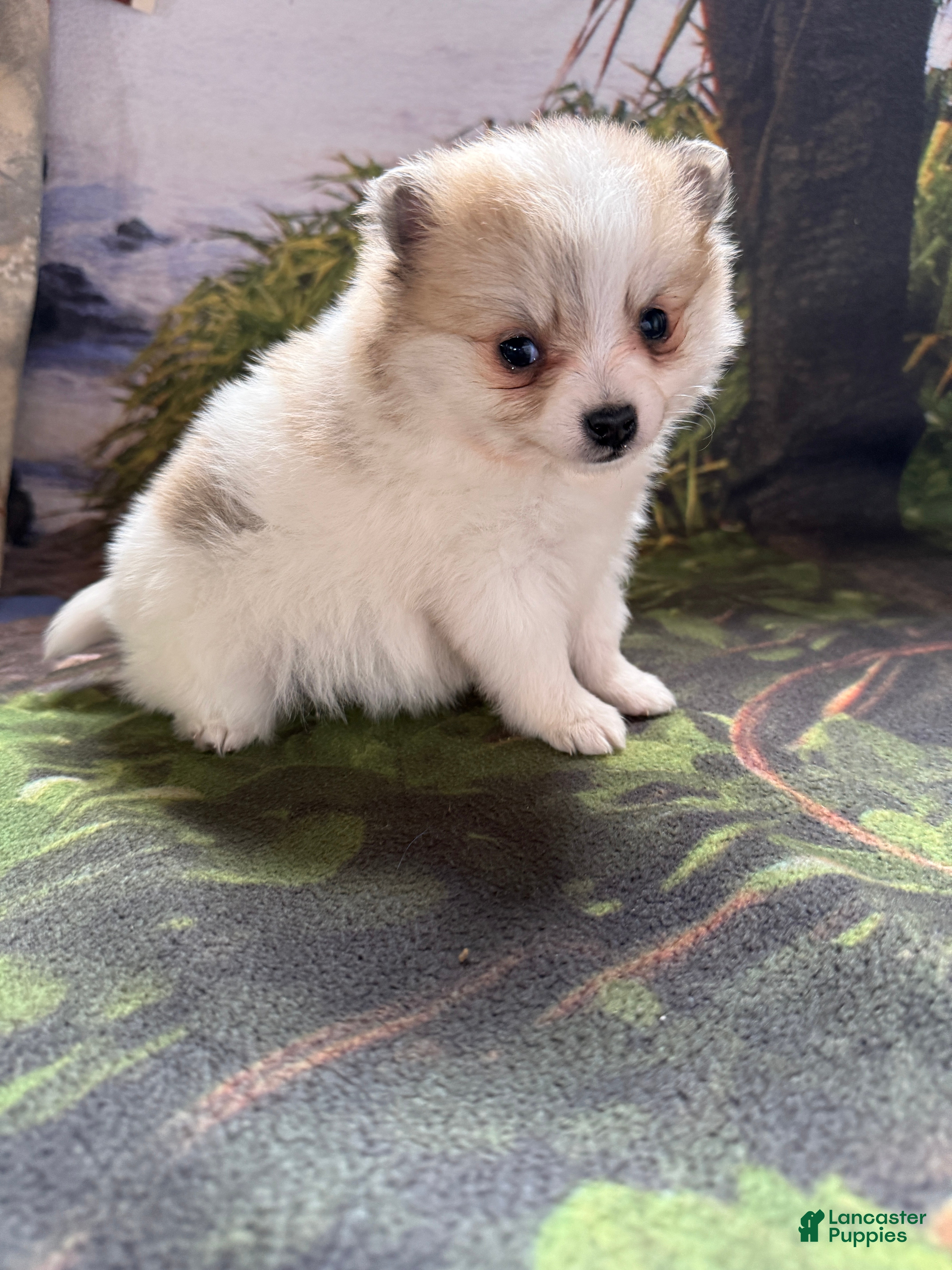 Pomeranian dogs Russel - Ad 2