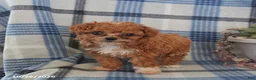 Toy Poodle dogs for sale: Jenna - Ad 4