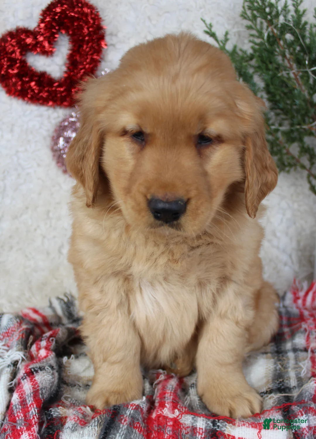Golden Retriever dogs for sale: Tommy - Ad 6