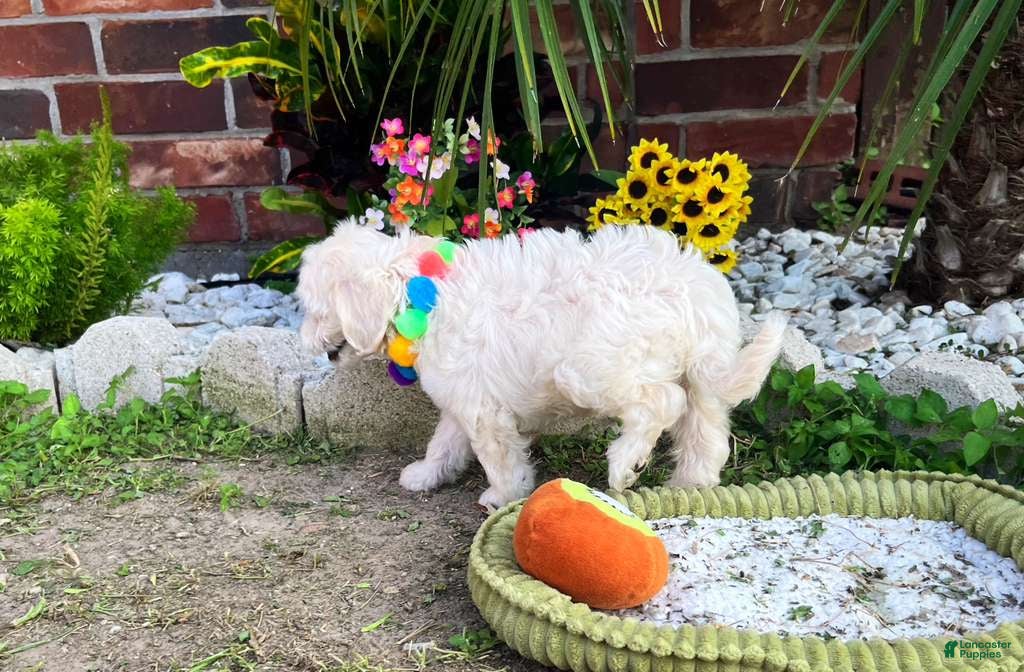 Maltipoo dogs for sale: Bubbles - Ad 4