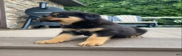 Rottweiler dogs for sale: Lulu - Ad 4