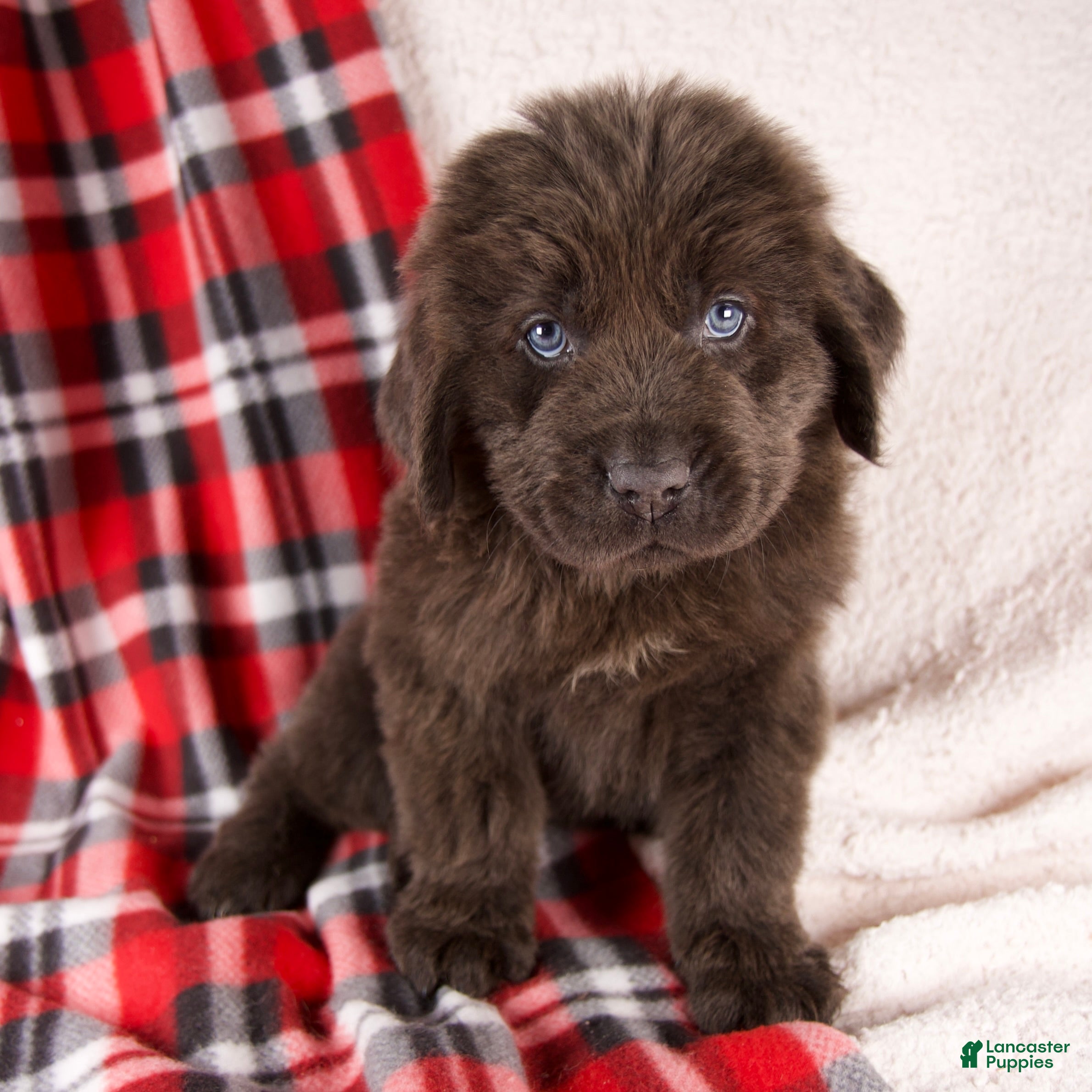 Newfoundland dogs Honey - Ad 2