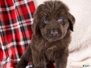 Newfoundland dogs Honey - Ad 28