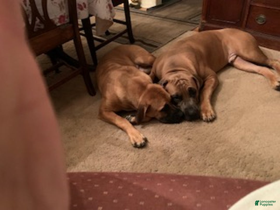 South African Boerboels dogs for sale: South African Boerboel Puppy 4 - Ad 2