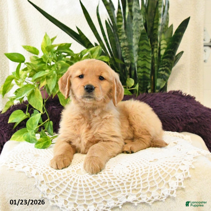 Golden Retriever dogs Olive  - Ad 26