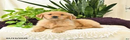 Golden Retriever dogs for sale: Olive  - Ad 1
