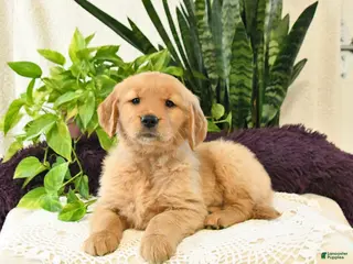 Golden Retriever dogs Olive - Ad 26