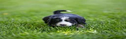 Bernedoodle dogs for sale: Rhett Bernedoodle Puppy  - Ad 4