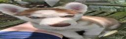 Siberian Husky dogs for sale: Wally - Ad 3