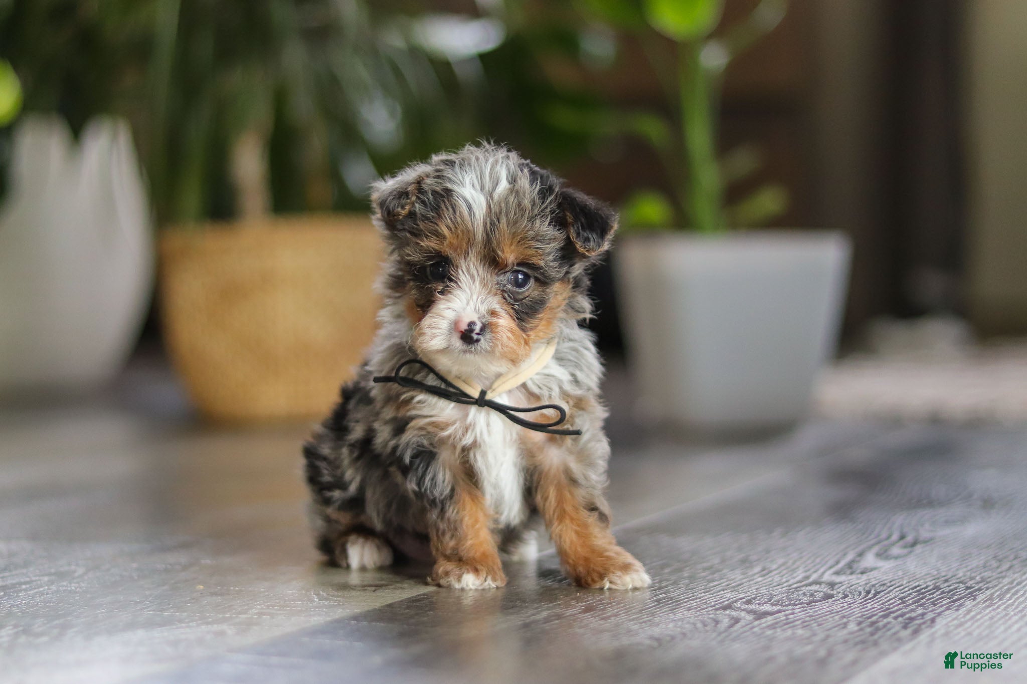 Yorkiepoo dogs Sauvage - Ad 21