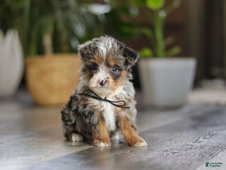 Yorkiepoo dogs Sauvage - Ad 21