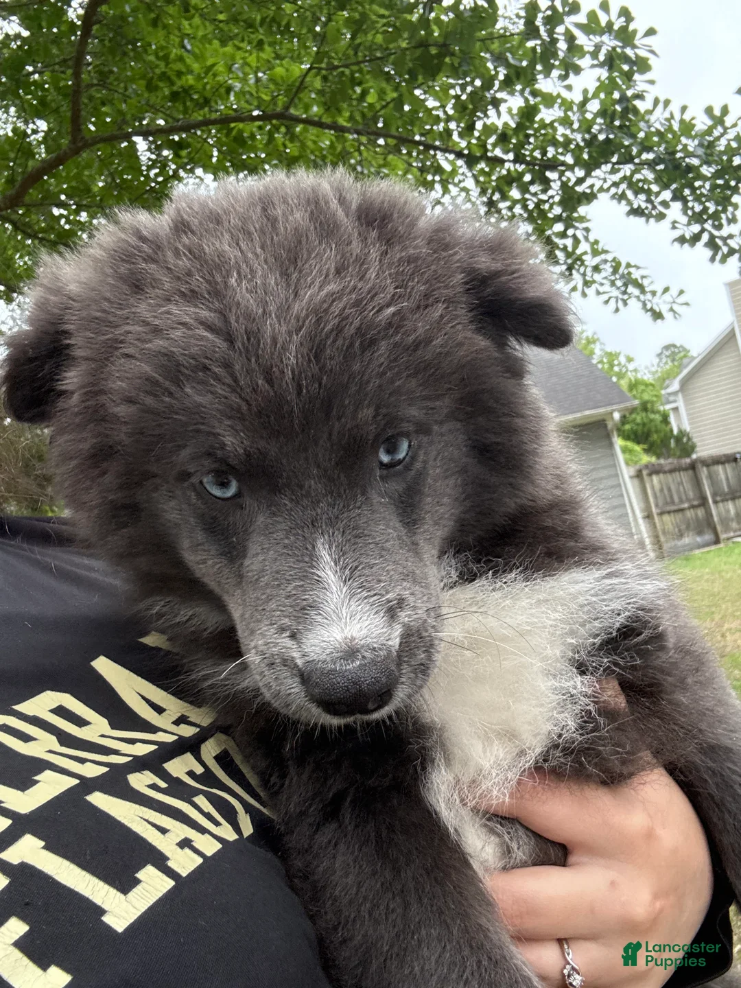 Pomsky dogs for sale: Pomsky Puppy 3 - Ad 1