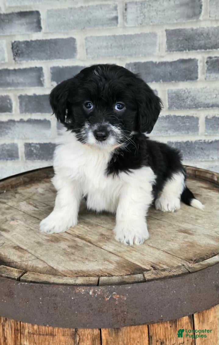 Mini Aussiedoodle dogs Paisley – Female - Ad 30