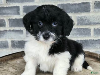 Mini Aussiedoodle dogs Paisley – Female - Ad 8