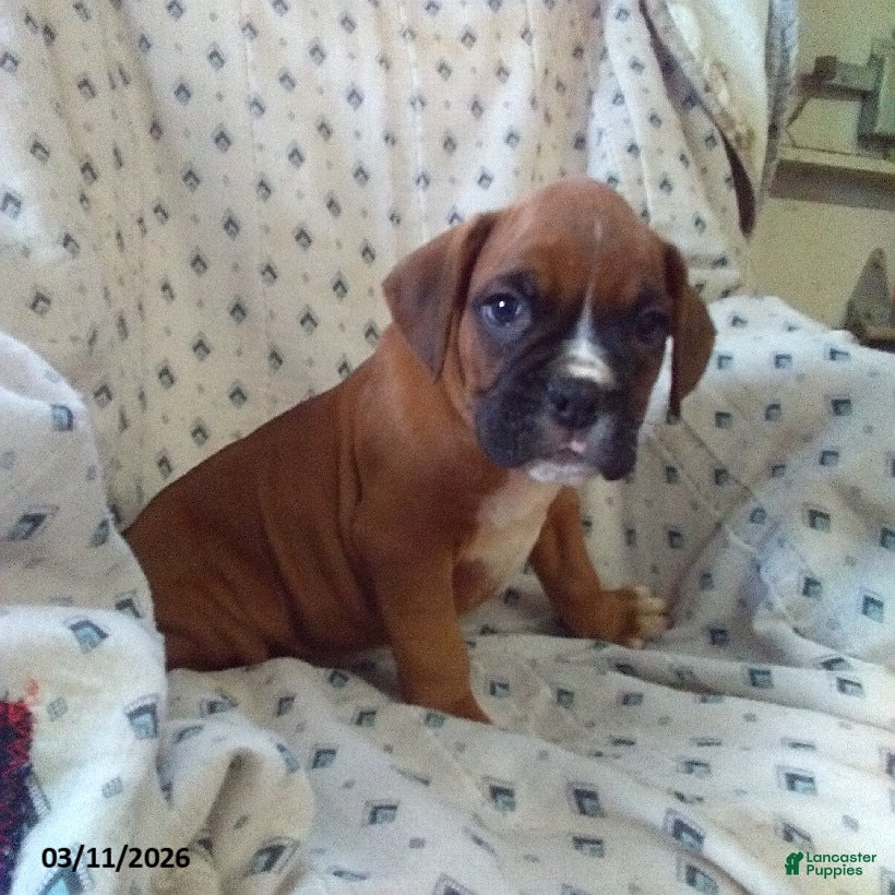 Boxer dogs Cooper - Ad 2
